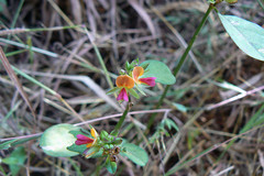 Alysicarpus longifolius